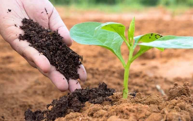 Bộ đôi doanh nghiệp phân bón báo lãi tăng bằng lần, cổ phiếu liền “bốc đầu” kịch trần, có mã lên đỉnh lịch sử