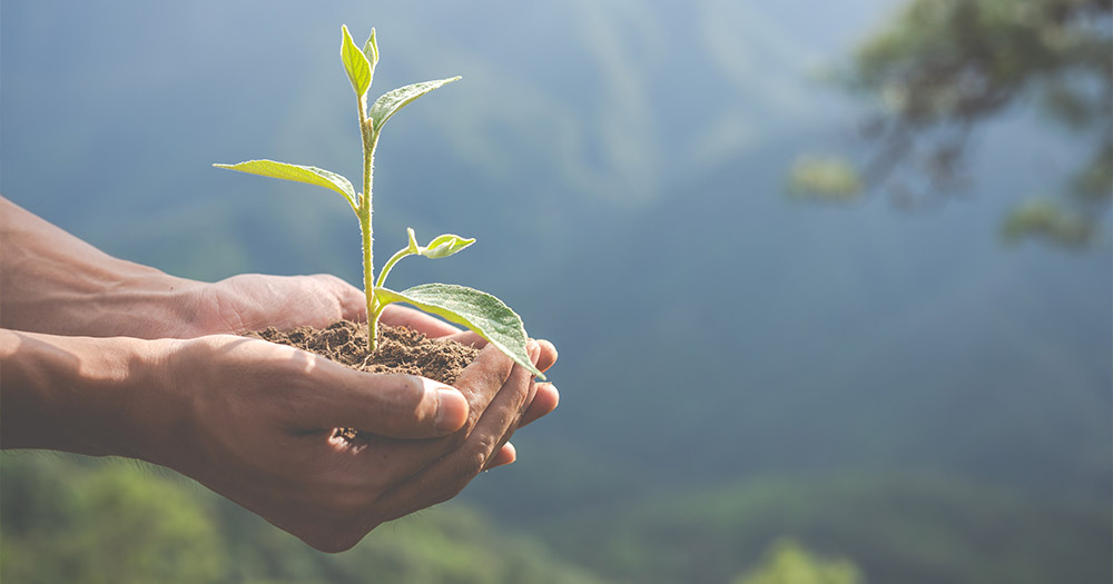 Cổ Phiếu Phân Bón: Tiềm Năng Đầu Tư Năm 2025