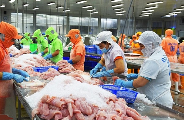 Xuất khẩu cá tra phục hồi, giá cá tăng mạnh, mở rộng cửa vào thị trường châu Âu và Mỹ.