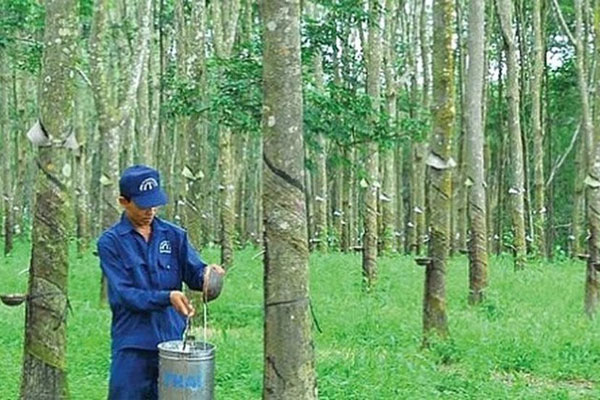 Gia-cao-su-lap-dinh-Co-nen-mua-co-phieu-DPR-khong