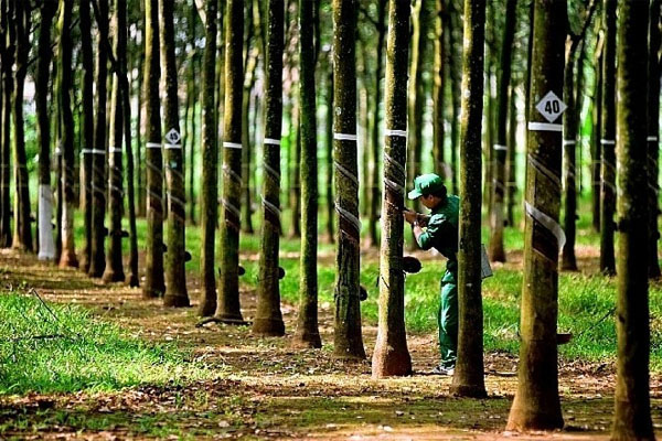 Gia-cao-su-tang-Co-nen-dau-tu-vao-co-phieu-PHR-cuoi-nam-2024-khong