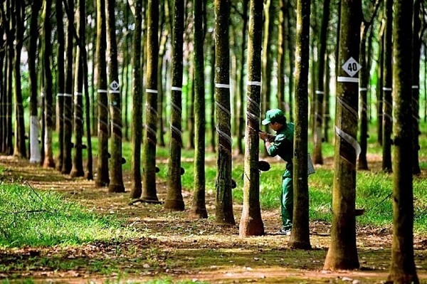 PHR sắp chi 700 tỷ trả cổ tức năm 2023 bằng tiền với tỷ lệ 30%
