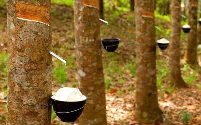 TRC: “Tím lịm” lập đỉnh lịch sử sau khi báo lãi quý cao nhất 10 năm