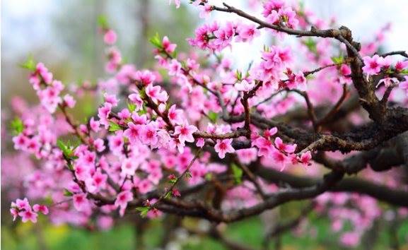 Chuyên gia chỉ tên nhóm cổ phiếu sẽ “dẫn sóng” thị trường sau kỷ nghỉ Tết