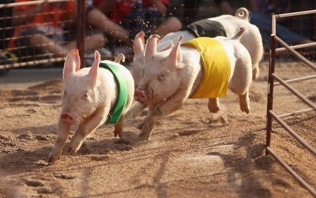 DBC: Giá lợn neo cao, “đại gia” chăn nuôi ước lãi tăng trưởng 450% trong quý đầu năm