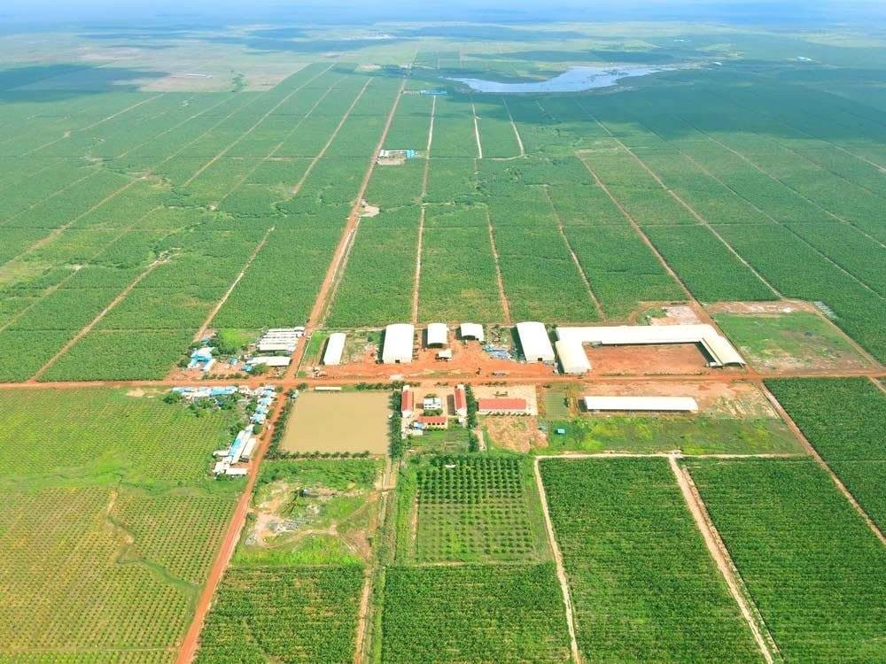 HNG: Lỗ lũy kế gần 10.000 tỷ, HAGL Agrico khi nào hết lỗ?
