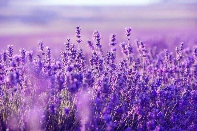 Tiền ồ ạt đổ vào, cổ phiếu chứng khoán đua nhau “xanh, tím”, điều gì đang diễn ra?