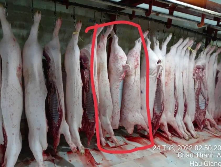 350.000 con heo nái đưa C.P. Việt Nam thống trị ngành heo, ‘đại gia’ Việt phất cờ chiếm lại thị trường?