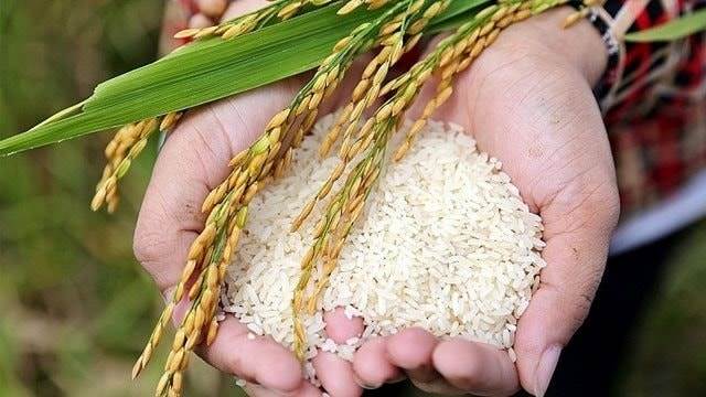 TCO: Bắt đầu từ OEM ngành gạo, nước cờ tiếp theo của TCO là gì?