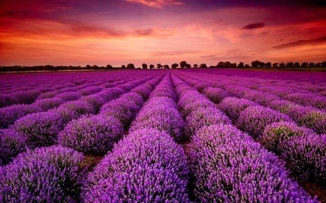 Cựu chủ tịch xuất hiện bất ngờ sau khi ra tù, cổ phiếu phi như “tên lửa” với 13 phiên kịch trần