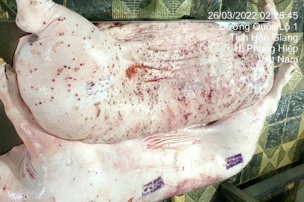 Sau lùm xùm heo bệnh, đại gia Thái Lan C.P. vẫn tăng trưởng doanh thu bán thực phẩm, kiếm tổng cộng 43.000 tỷ ở Việt Nam nửa đầu năm 2025