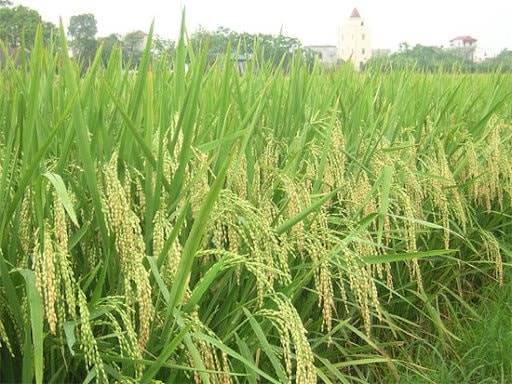 Một công ty nông nghiệp báo lãi gần 1,5 tỷ đồng/ngày trong 6 tháng đầu năm 2025
