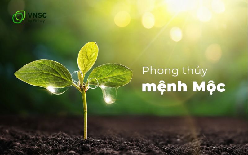 Mệnh Mộc hợp màu gì? Bí quyết chọn màu sắc hợp mệnh Mộc để thu hút tài lộc & đầu tư may mắn